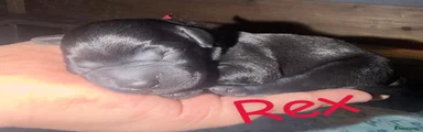 Rex 