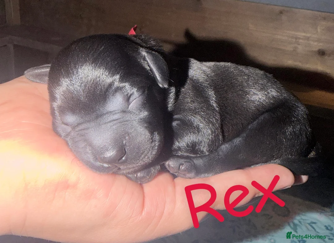 Mixed Breed dogs for sale: Cockerbulls in Swaffham - Advert 2