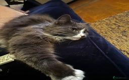 Russian Blue cats for sale: Beautiful Russian Blue 4 Year Old Cat - Image 9