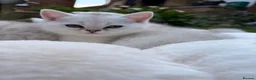 Scottish Fold cats for sale: Scottish fold/straight kittens - Advert 9