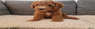 Cockapoo 2