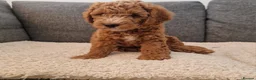 Cockapoo dogs for sale: Cockapoo Puppies Looking for Their Forever Homes - Advert 21
