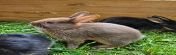 Mixed Breed rabbits for sale: Adorable Bunniesfor Sale! - Advert 6