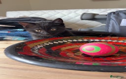 Mixed Breed cats for sale: 3 British short hair cross - Image 1