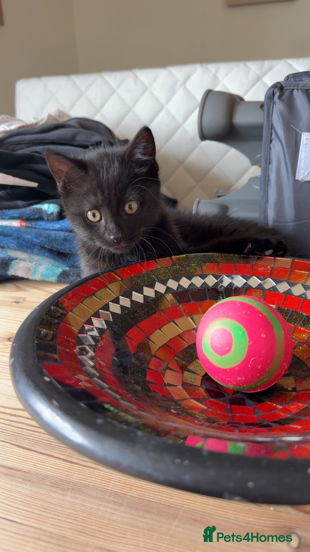 Mixed Breed cats for sale: 3 British short hair cross - Image 1
