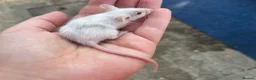 Mouse rodents for sale: Baby fancy mice - lovely temperaments  in Didcot - Advert 7