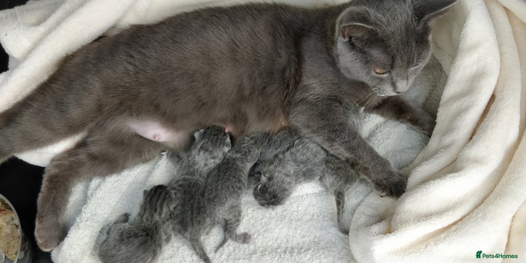 Russian Blue cats for sale: ABSOLUTELY STUNNING RUSSIAN BLUE KITTENS 8 WEEKS  - Image 4