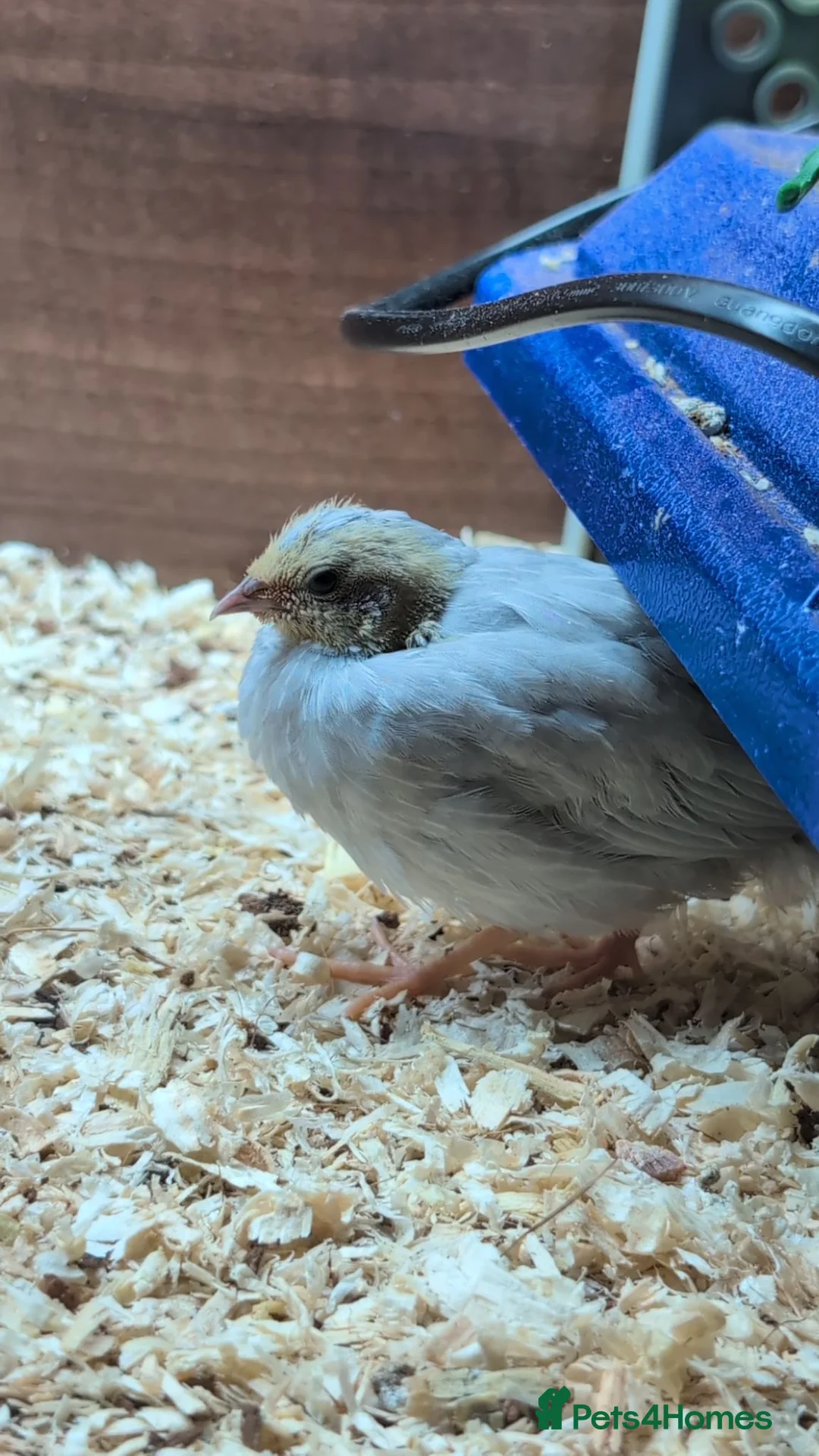 Quail poultry for sale: Button quails and fertile eggs in Manchester - Advert 7