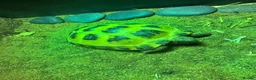 Tortoise reptiles for sale: 18 month old horse field tortoise and full set up  in Stockport - Advert 7