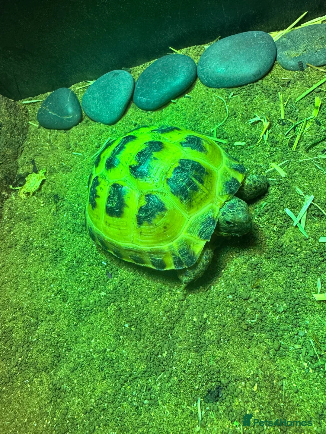 Tortoise reptiles for sale: 18 month old horse field tortoise and full set up  in Stockport - Advert 7