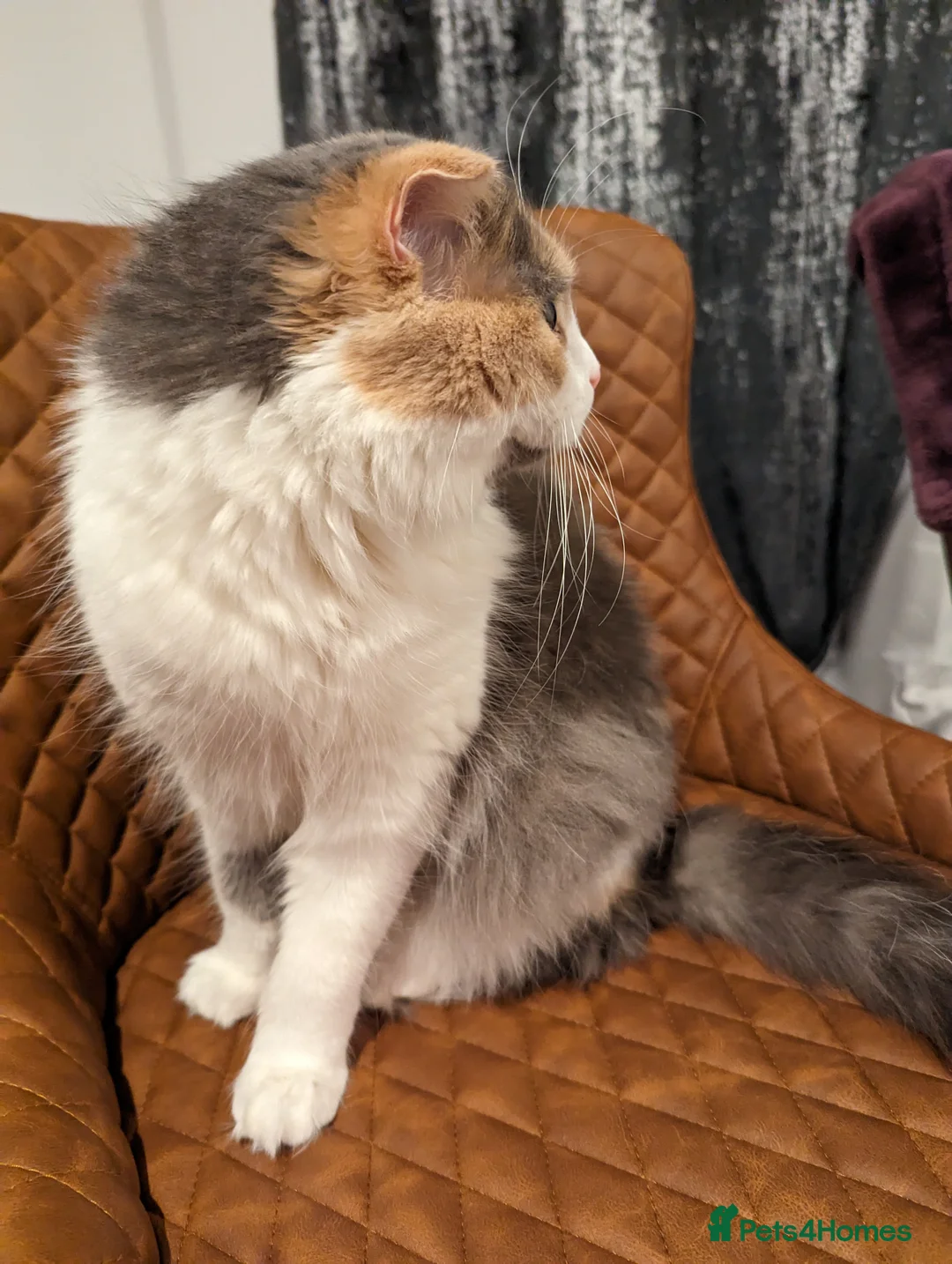 Scottish Fold cats for sale: Female longhair diluted calico Scottish fold  - Advert 5