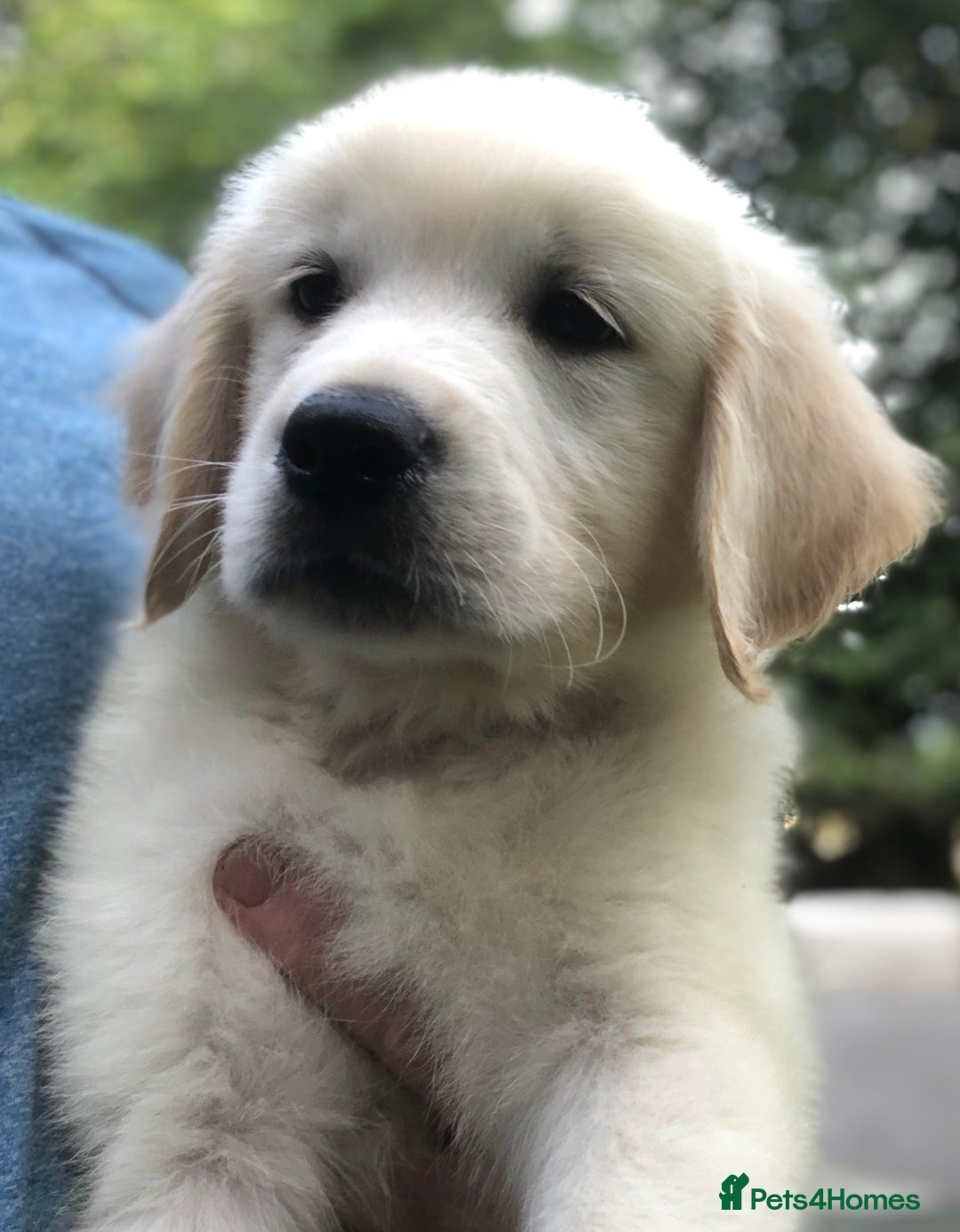 Golden Retriever dogs for sale: Super litter of Goldie pups carrying some colour  - Image 19