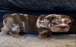 English Bulldog dogs for sale: English bulldog puppies - Image 23