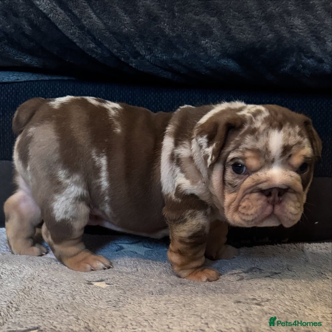 English Bulldog dogs for sale: English bulldog puppies - Image 23