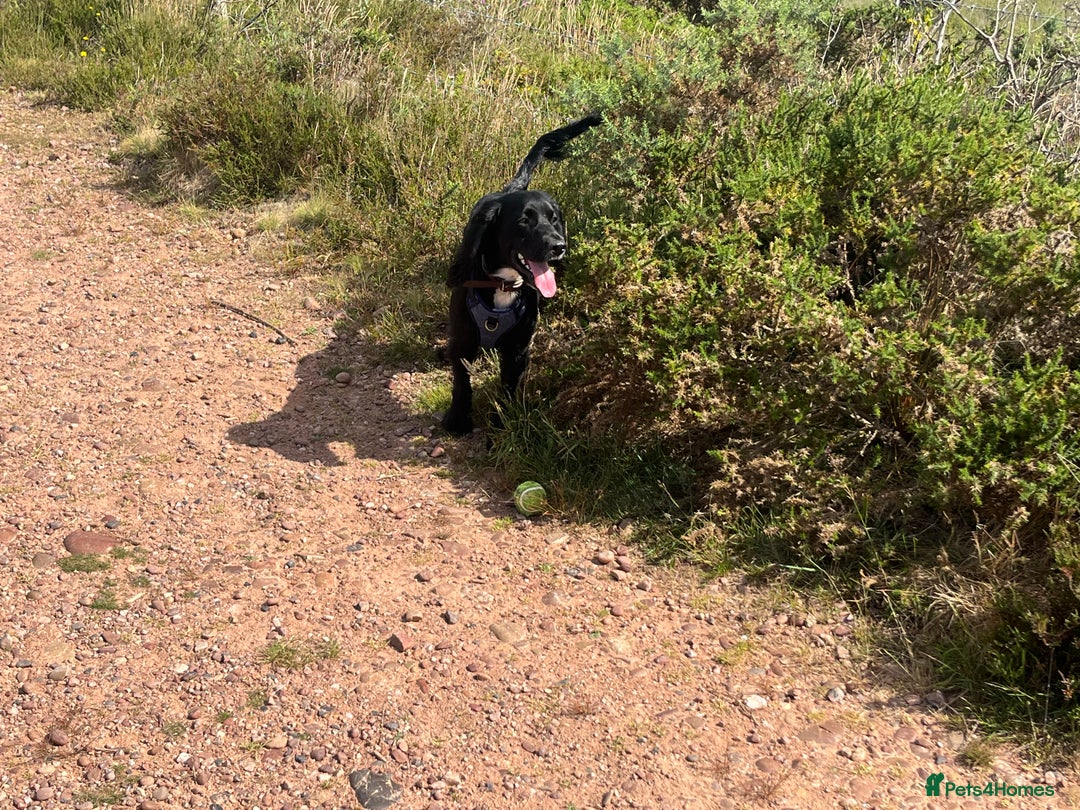 Sprocker dogs for sale: 9 month old Sprocker - Charlie - Image 8