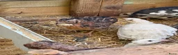 Quail poultry for sale: Quail Hatching eggs 🥚  - Advert 3
