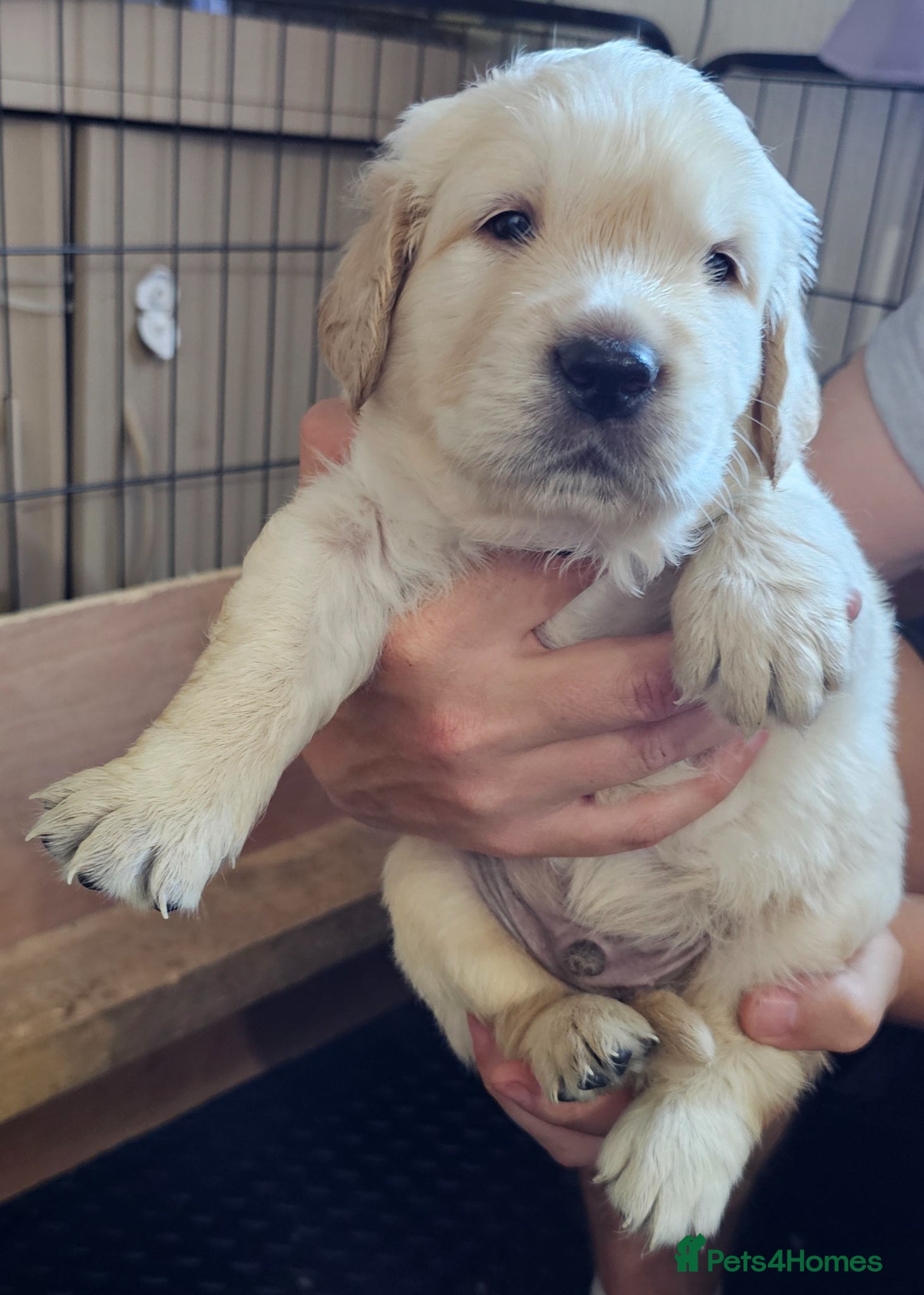 Golden Retriever dogs 8 KC/health tested gorgeous golden retrievers - Advert 2
