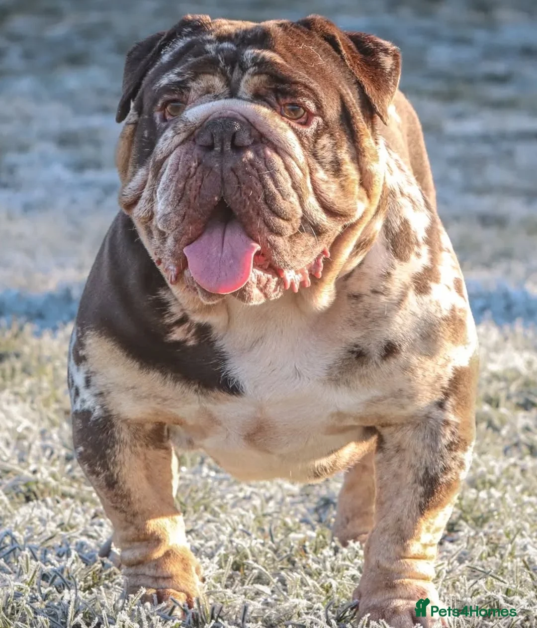 English Bulldog dogs for stud: Finest English Bulldog Stud – Proven Gem - Advert 2