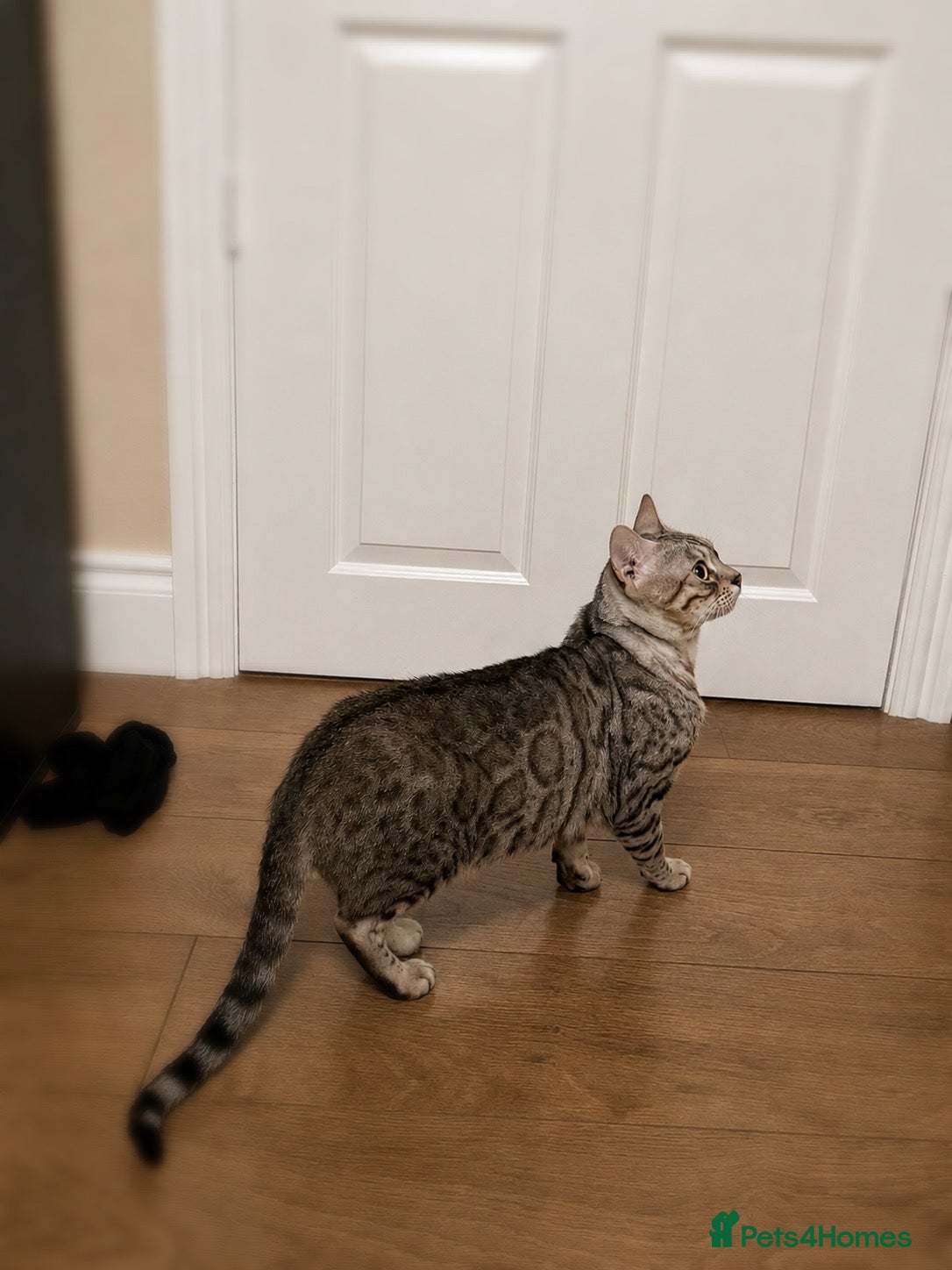 Bengal cats for sale: Pedigree G6 Bengal Cat in Leeds - Advert 7