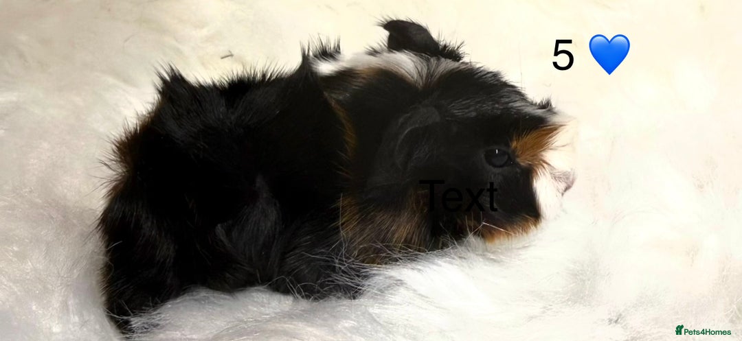 Guinea Pig rodents for sale: Funkie Sow & Boar Guinea Pigs - Advert 8