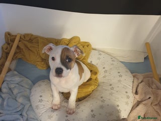 Staffordshire Bull Terrier dogs Kc Staffordshire bull terrier puppies - Advert 10