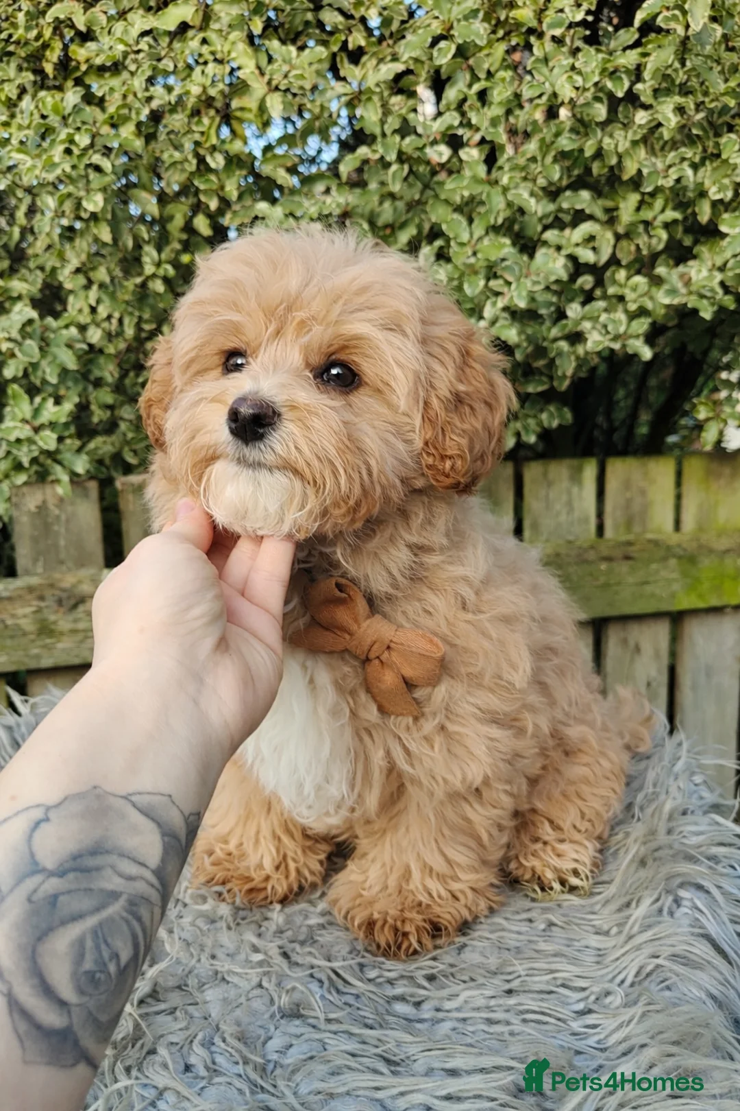 Maltipoo dogs for sale:  F1 Asian Maltipoo Puppies  - Advert 12