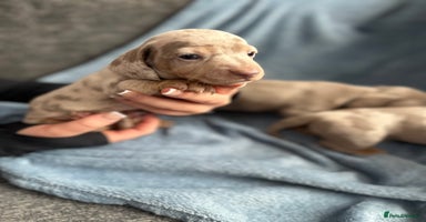 Miniature Dachshund dogs Special delivery 💙💕 - Advert 16