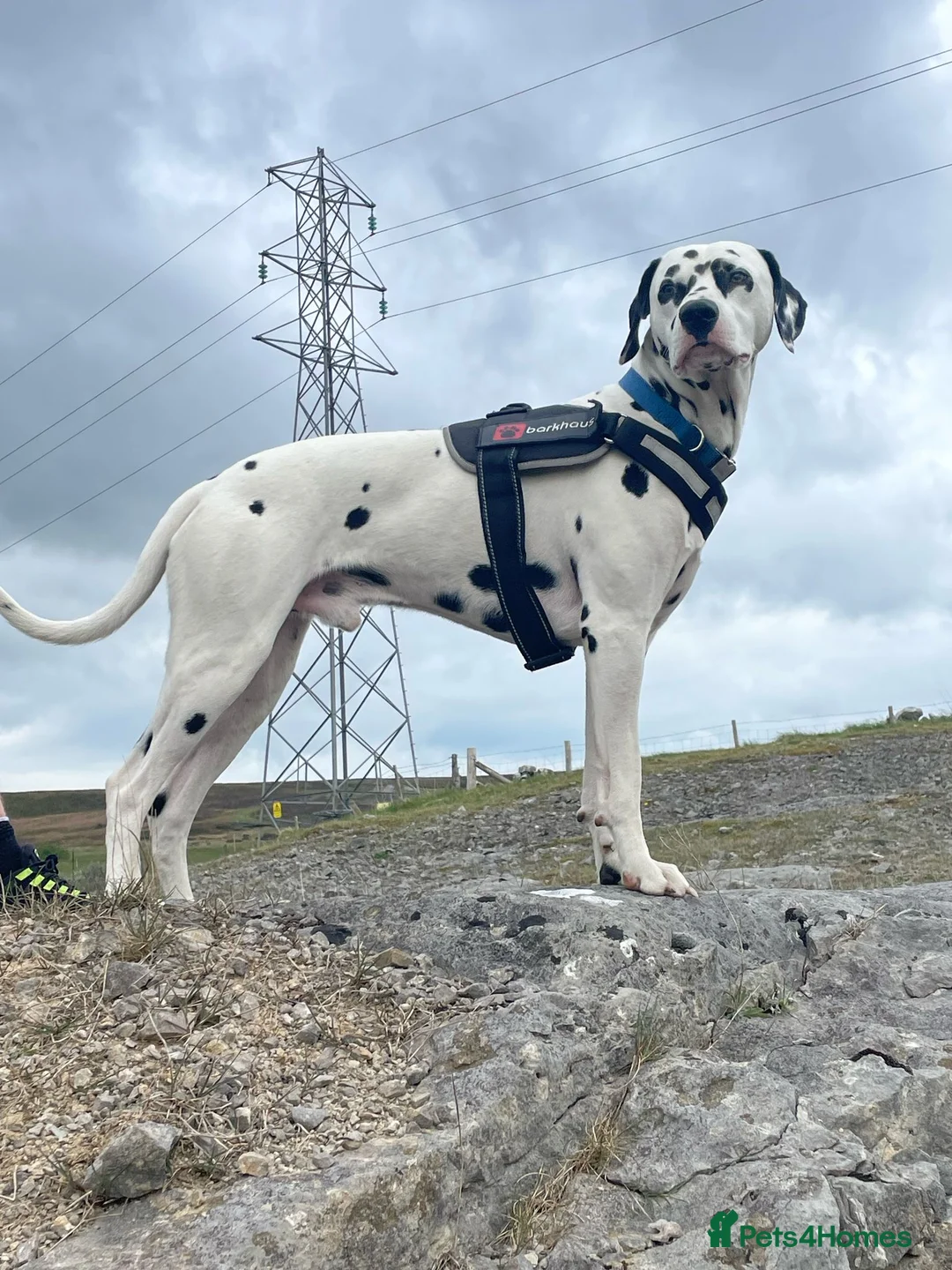 Dalmatian dogs for stud: 🔥KC Registered Dalmatian Stud–£400 (Proven) in Bootle - Advert 7