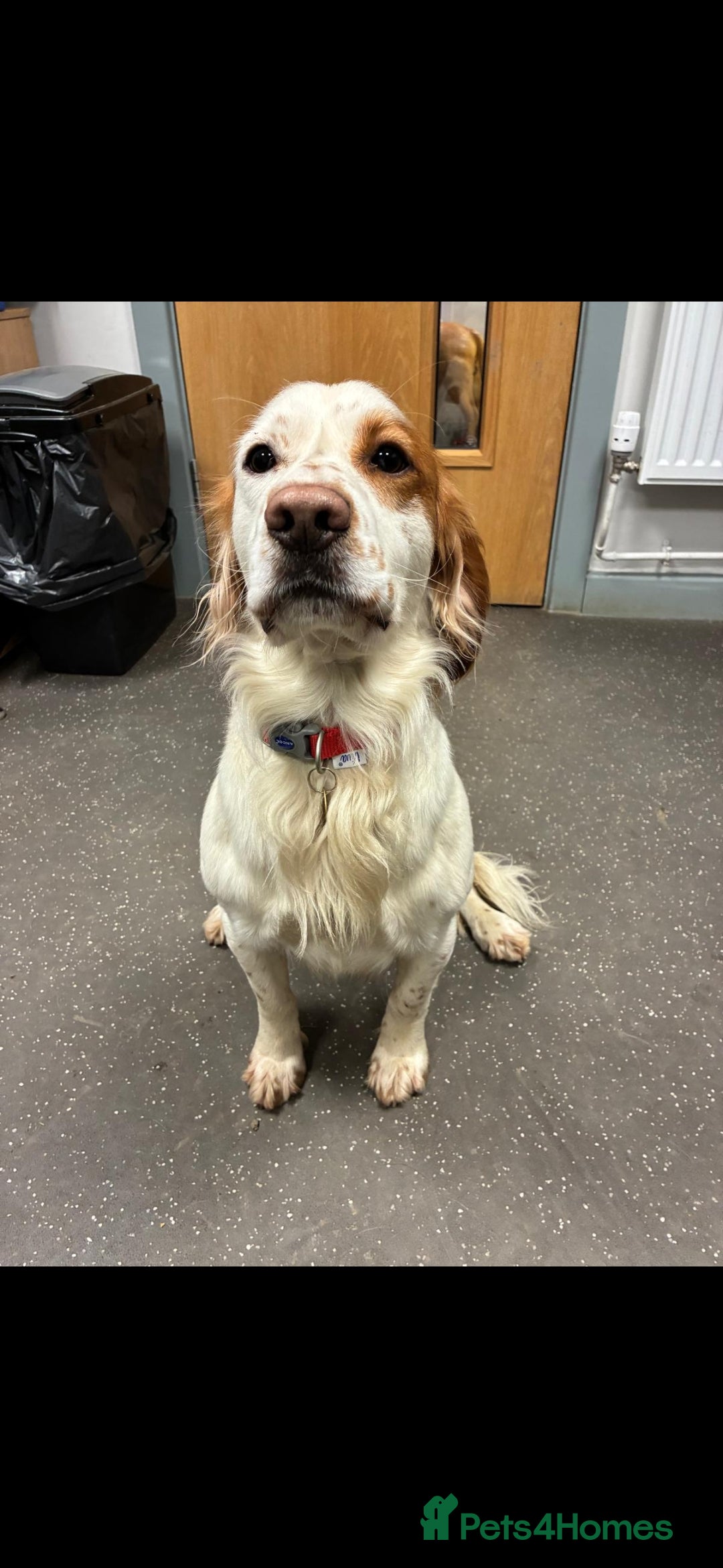 Cocker Spaniel dogs for sale: Cocker Spaniel Charlie - Advert 5