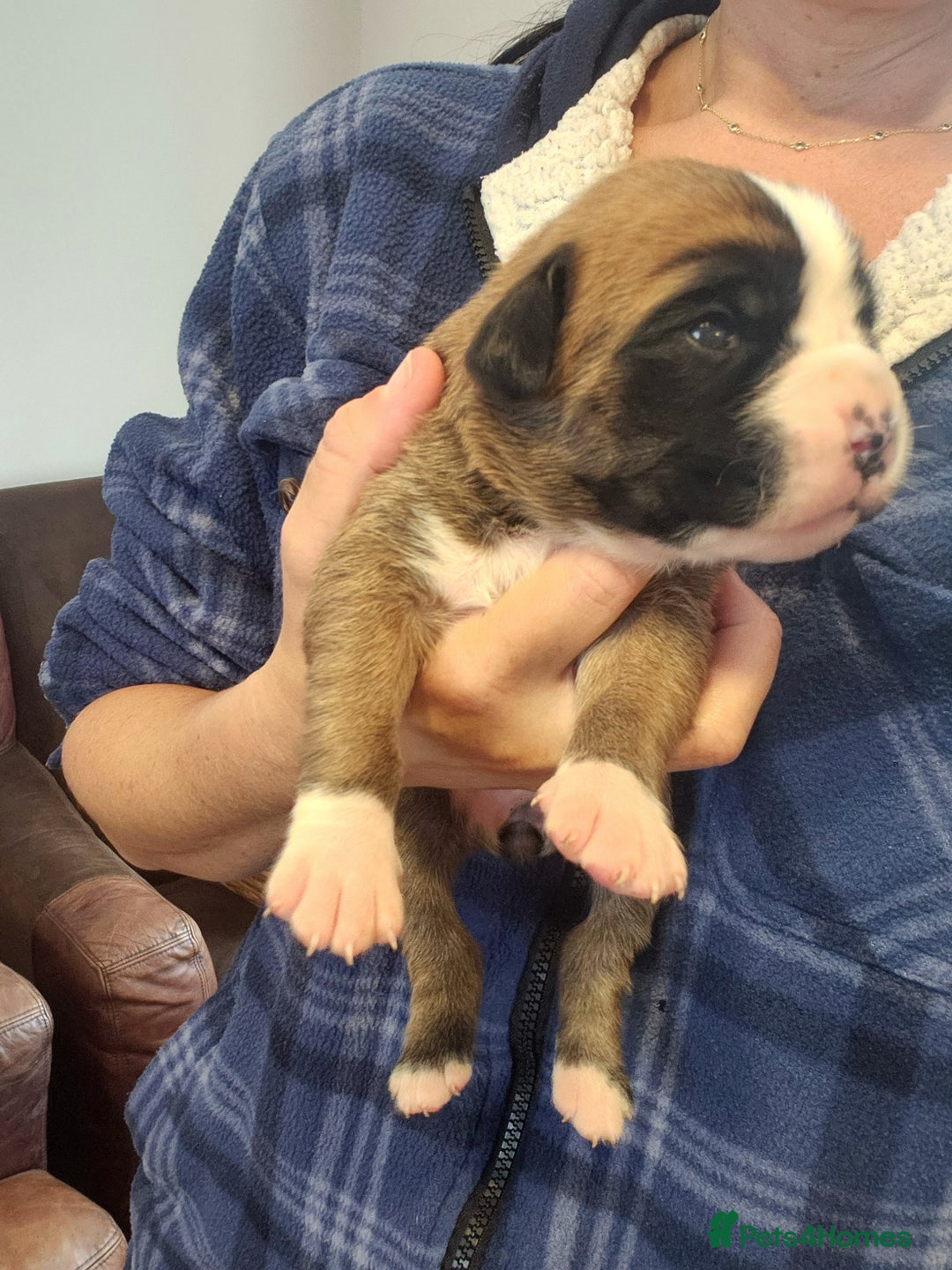 Boxer dogs for sale: 🌟KC REG BOBTAIL BOXER PUPS🌟 - Image 34
