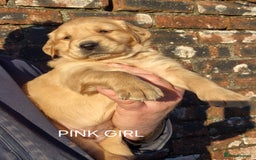 Golden Retriever dogs for sale: KC GOLDEN RETRIEVER PUPPIES, HEALTH SCORED PARENTS - Advert 12