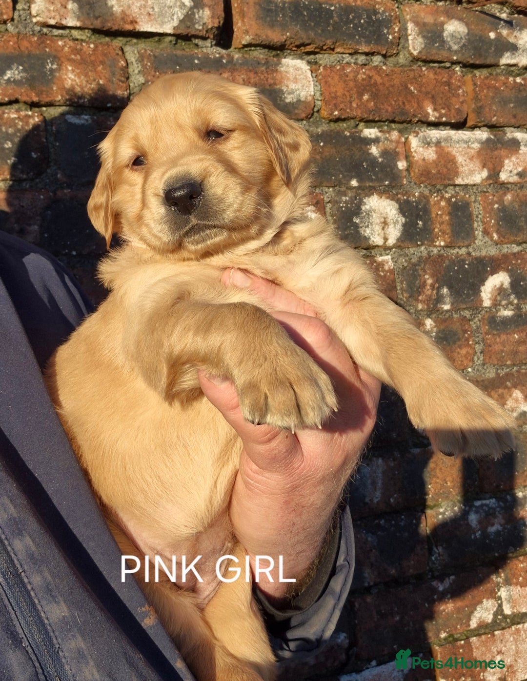 Golden Retriever dogs for sale: KC GOLDEN RETRIEVER PUPPIES, HEALTH SCORED PARENTS - Advert 12