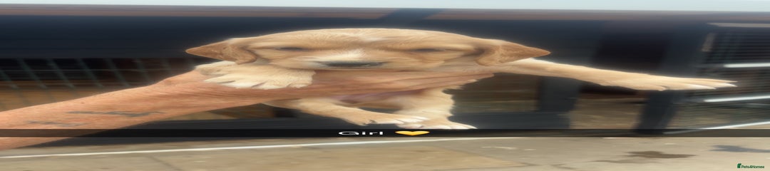 Sprocker Puppy 6