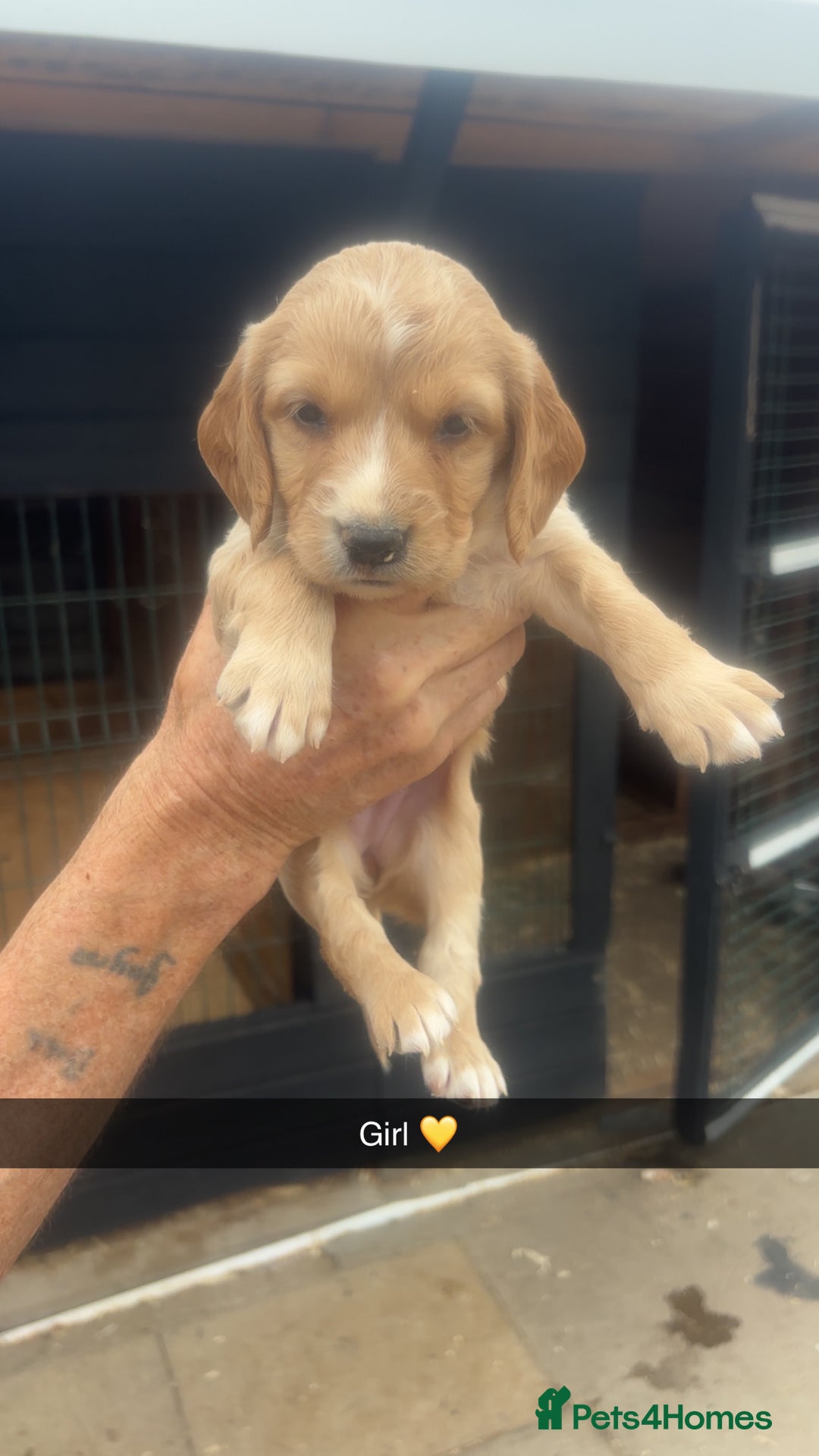 Sprocker dogs for sale: Beautiful Sprocker Puppies - Image 8
