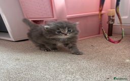 Persian cats for sale: Persian cross Maine coon  - Image 1
