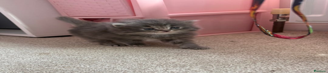 Persian Kitten 1