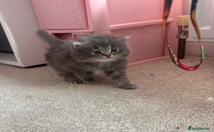 Persian cats - Advert 9