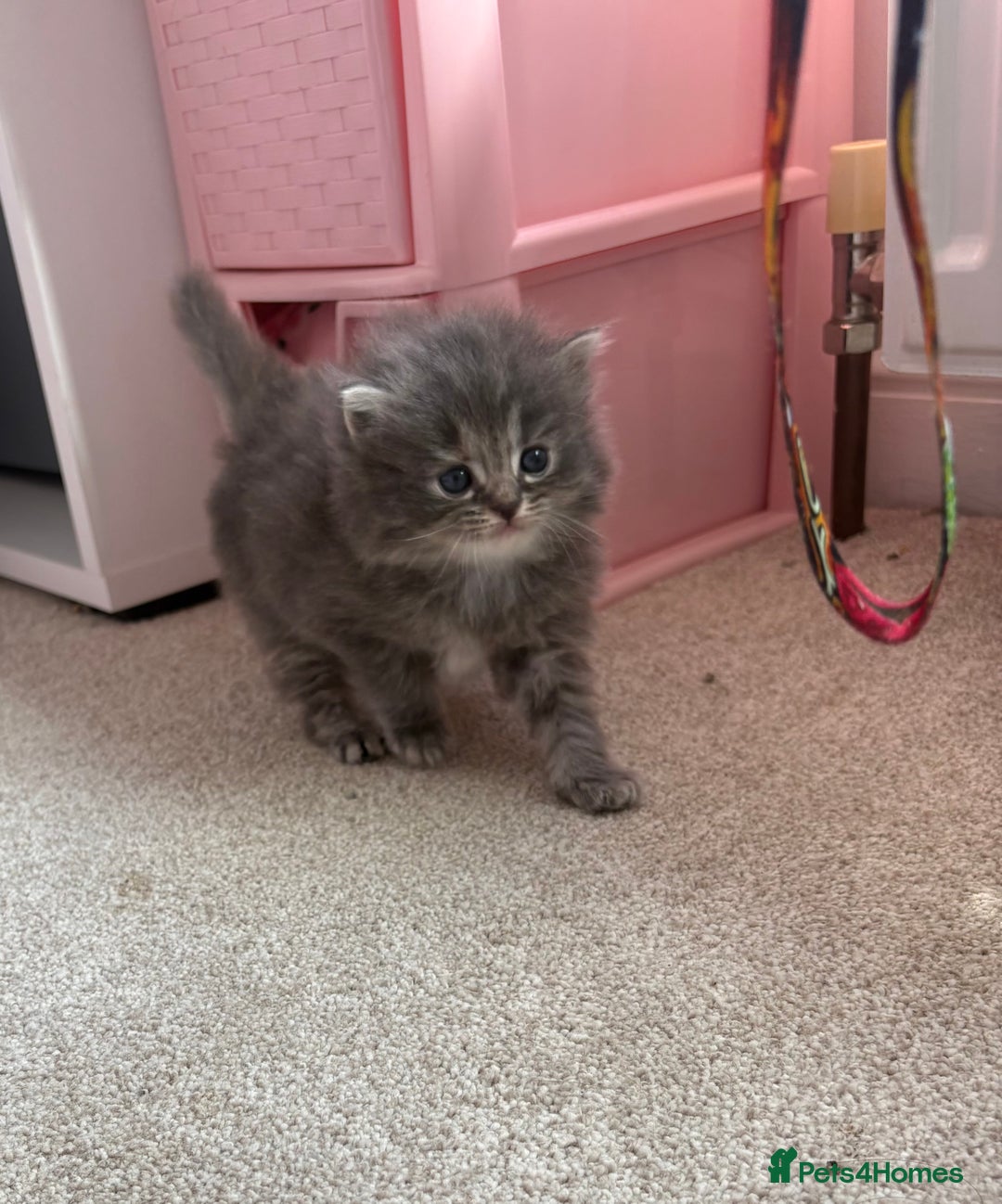 Persian cats for sale: Persian cross Maine coon  - Image 1