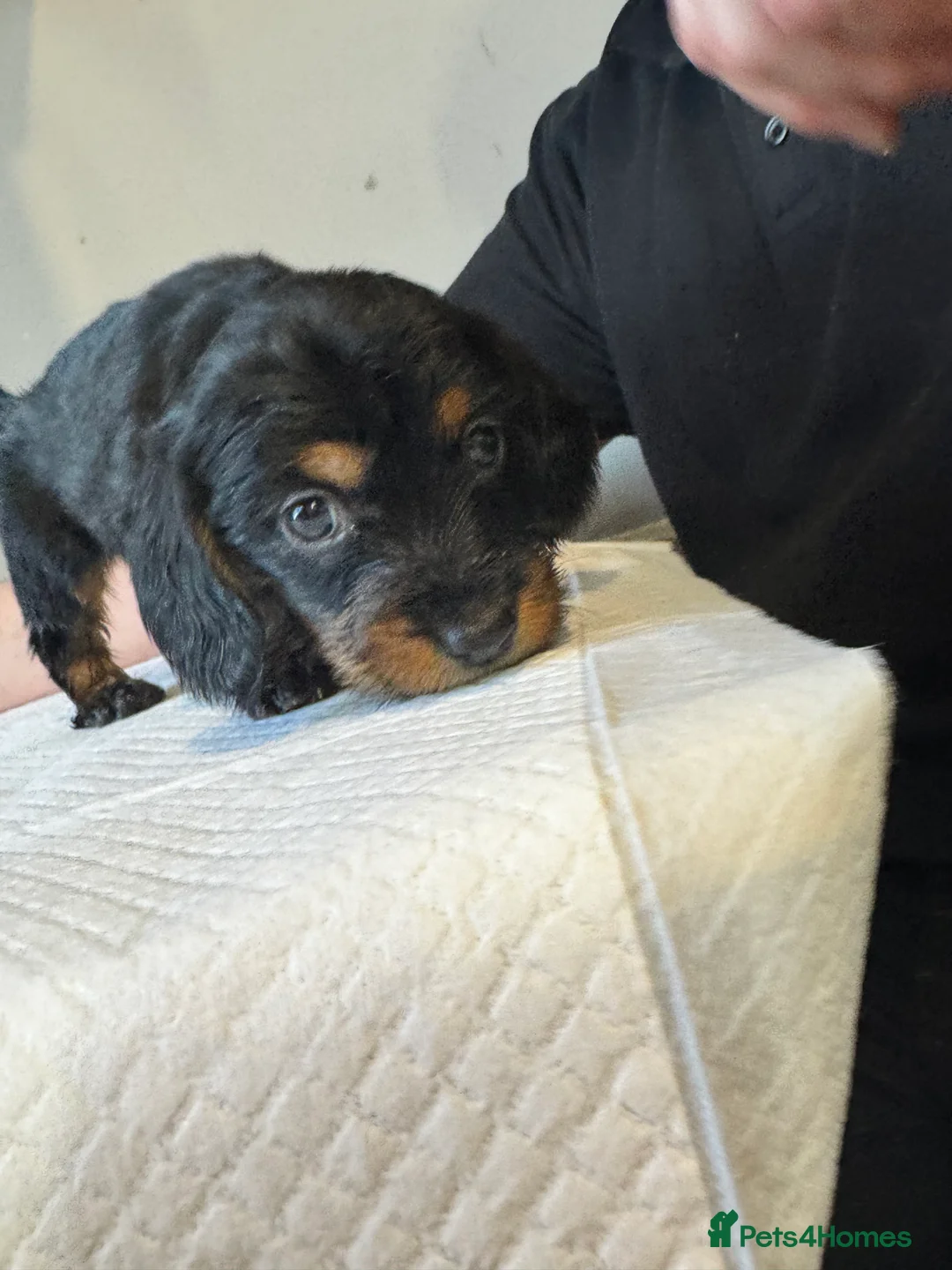Doxiepoo dogs for sale: Doxiepoo pups  - Advert 10