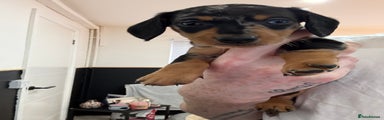 Miniature Dachshund Puppy 1