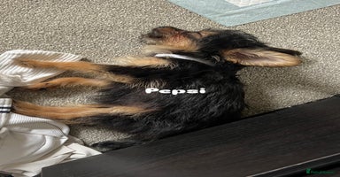 Mixed Breed dogs - Advert 5