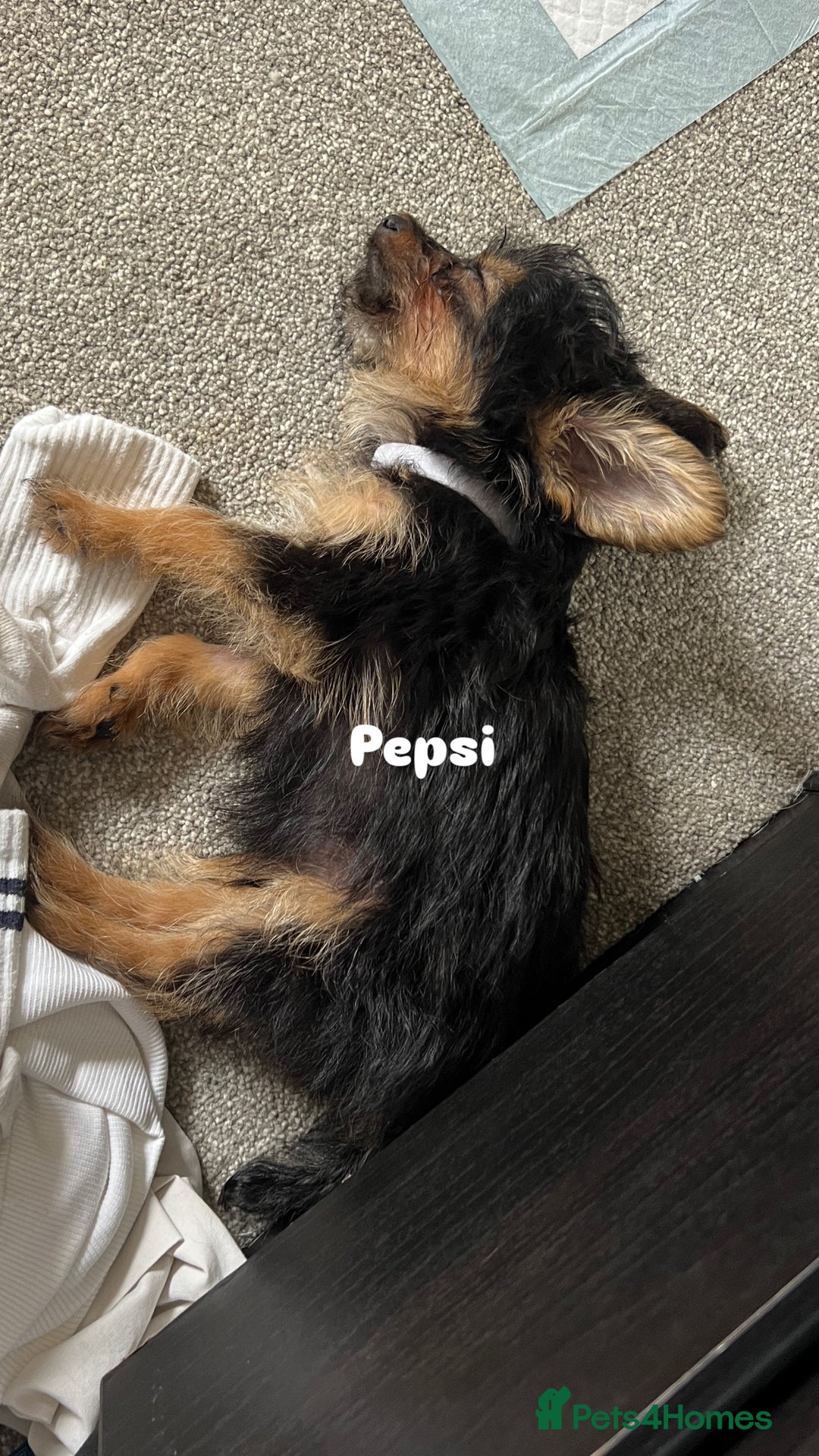 Mixed Breed dogs for adoption: Cola & Pepsi are looking for their forever home! - Image 8