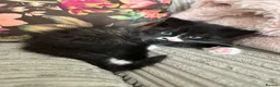 Mixed Breed cats for sale: 2 x female kittens  - Advert 5