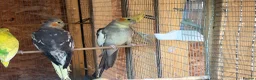 Cockatiels birds for sale: Cockatiel bonded/breeder pairs - Advert 2