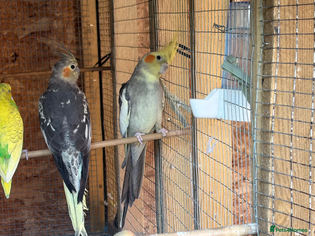 Cockatiels birds for sale: Cockatiel bonded/breeder pairs - Advert 2