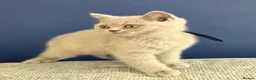 British Shorthair cats for sale: British Shorthair Lilac & Grey Blue Cute Kittens  - Advert 3