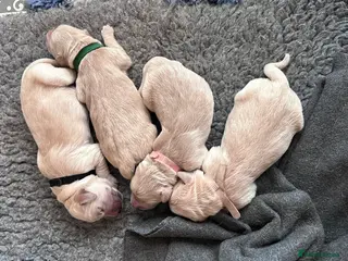 Golden Retriever dogs Bella's Golden Retriever Puppies in Oswestry - Advert 2