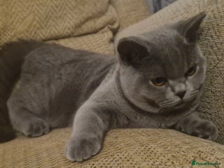 British Shorthair cats Beautiful BSH Boy - Advert 8