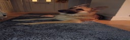 German Shepherd dogs for stud: Ragnar the German Shepherd stud - Advert 9