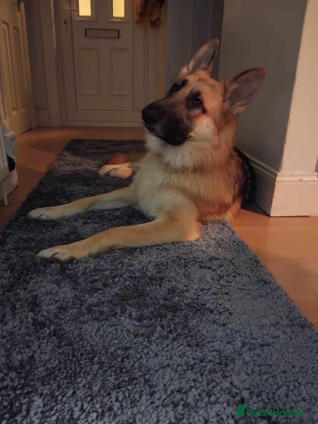 German Shepherd dogs for stud: Ragnar the German Shepherd stud - Advert 9